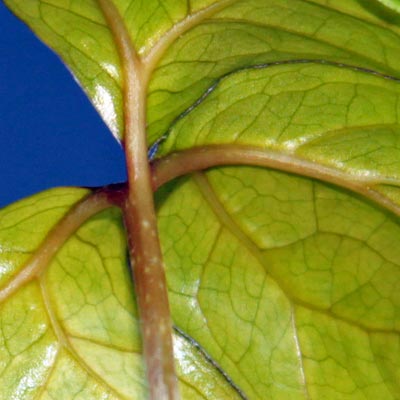 Anchomanes difformis - kolejny li�� widoczne 'p�kni�cie', kt�re go podzieli 2013-04-23