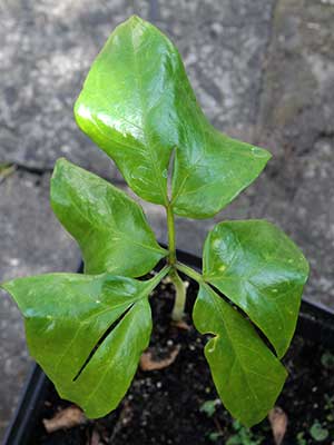 Anchomanes difformis - 'p�kni�cia' i 'naci�cia' podzieli�y jeszcze bardziej li�� 2013-08-04