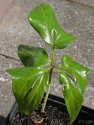 Anchomanes difformis - 'p�kni�cia' i 'naci�cia' dziel� coraz bardziej li�� 2013-08-04