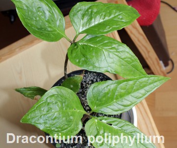 Dracontium poliphyllum