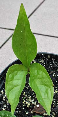 Dracontium polyphyllum