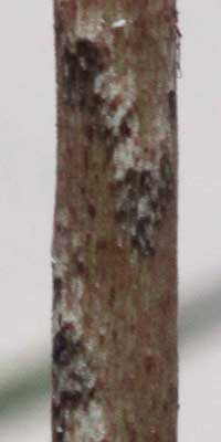 Dracontium polyphyllum