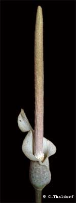 Amorphophallus consimilis (� Christian Thaldorf)