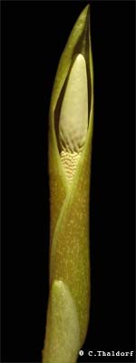Amorphophallus curvistylis 20-10-2013 (� Christian Thaldorf)