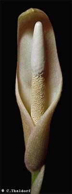 Amorphophallus curvistylis 25-10-2013 (� Christian Thaldorf)