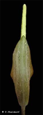 Amorphophallus variabilis (� Christian Thaldorf)