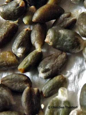 Amorphophallus yuloensis