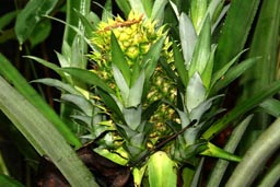 dziki ananas - jedli�my go, by� jasny wewn�trz, ale s�odki