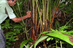dziki salak, owoce wydawa�y mi si� mniejsze od tych kupowanych na targu na sumatrze
