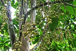 Baccaurea motleyana - owoce na du�ym drzewie w formie lu�nych ki�ci. Pojedy�czy owoc ma ponad 2 cm �rednicy. Tubylcy zrywaj� do jedzenia. Ma przyjemny cho� kwaskowy smak. Gdy zjad�em wraz z nimi kilkana�cie owoc�w po jakim� czasie wyra�nie czu�em, �e b�ona �luzowa w ustach jest jakby lekko uszkodzona (przez godzin� lekko szczypa�o). Jednocze�nie maj� bardzo ciekaw� konsystencj�. Owoc pod cienk� sk�rk� jest do�� mi�kki i soczysty, ale tak elastyczny, �e pestek, kt�re s� w �rodku nie mo�na oddzieli� od mi��szu. Po prostu wok� pestki jest jakby �el, kt�ry jest ca�kowicie elastyczny i nie mo�na go z�bami przegry�� na dwa oddzielne kawa�ki. Mo�na tylko 