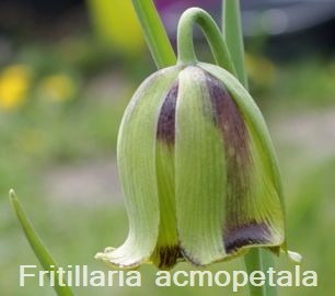Fritillaria acmopetala
