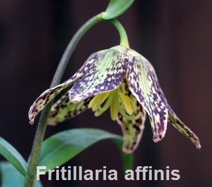 Fritillaria affinis