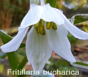 Fritillaria bucharica 