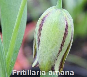 Fritillaria hermonis amana