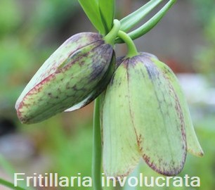 Fritillaria involucrata