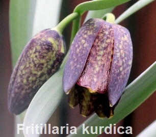 Fritillaria kurdica