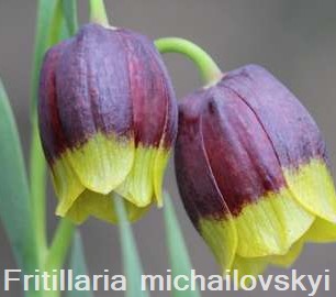 Fritillaria michailovskyi