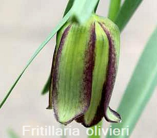 Fritillaria olivieri
