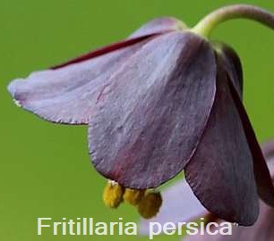 Fritillaria persica