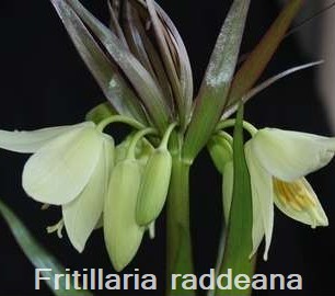 Fritillaria raddeana