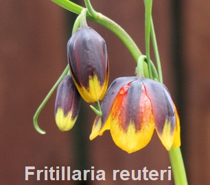 Fritillaria irańska