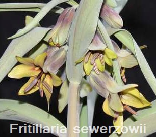 Fritillaria sewerzowii