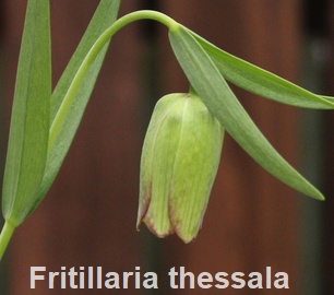Fritillaria thessala