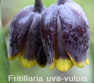 Fritillaria uva-vulpis