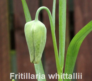 Fritillaria whittallii