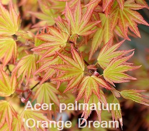 Acer palmatum 'Orange Dream'