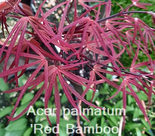Acer palmatum 'Red Bamboo'