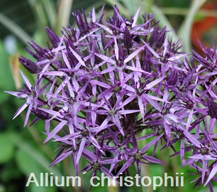 Allium christophii