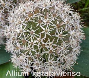 Allium karataviense
