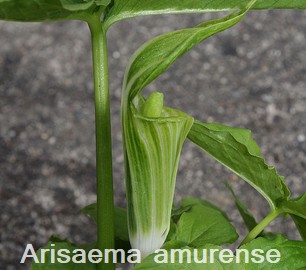 Arsaema amurense