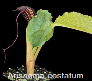 Arsaema costatum