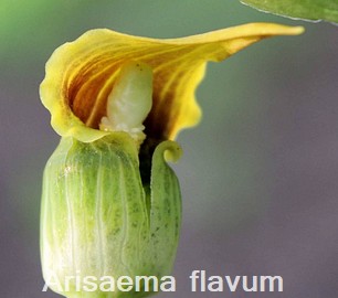 Arsaema flavum