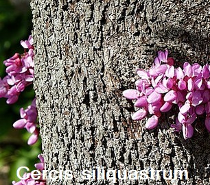 Cercis siliquastrum