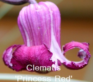 Clematis 'Princess Red'