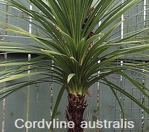 Cordyline australis