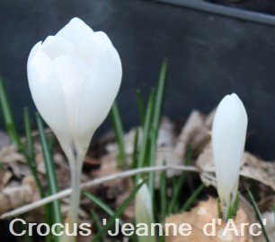 Crocus 'Jeanne d'Arc'