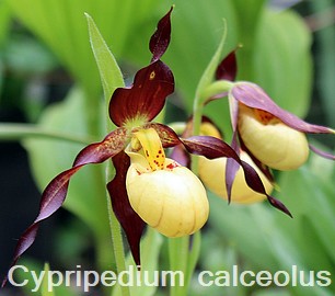 Cypripedium calceolus