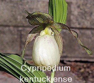 Cypripedium kentuckiense