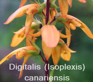 Digitalis canariensis