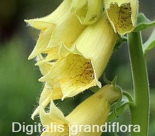Digitalis grandiflora