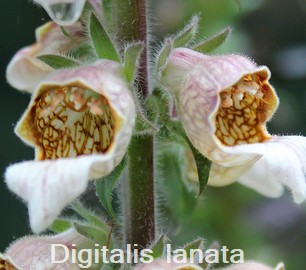 Digitali lanata