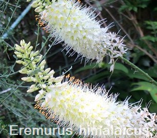 Eremurus himalaicus