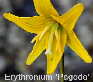 Erythronium 'Pagoda'