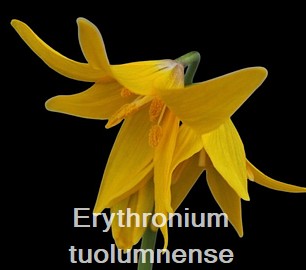 Erythronium tuolumnense