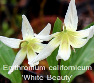 Erythronium californicum 'White Beauty'