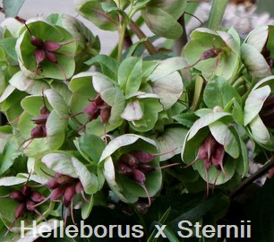 Helleborus x Sternii